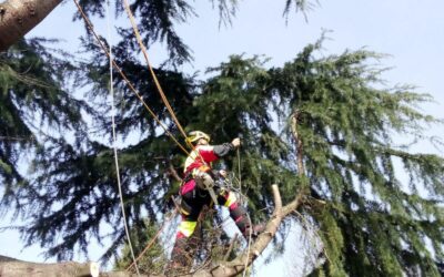 Combien coûte l’élagage d’un arbre ?